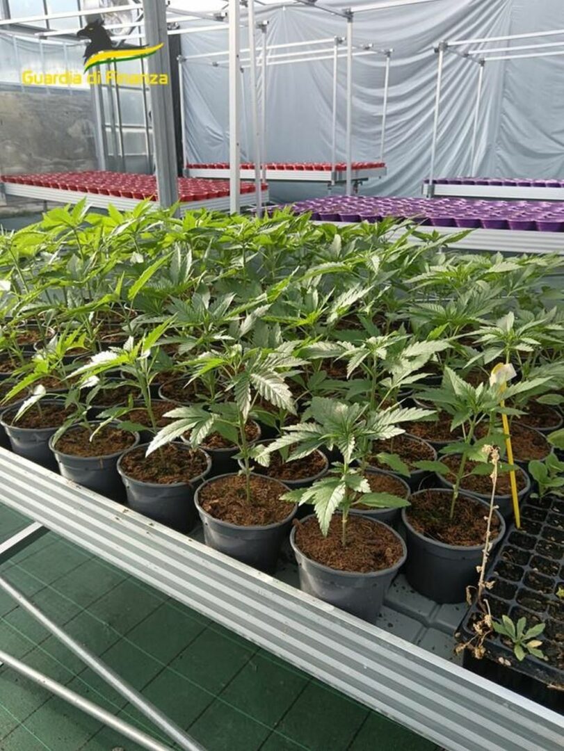 Savona, smantellata rete dedita al traffico internazionale di droga