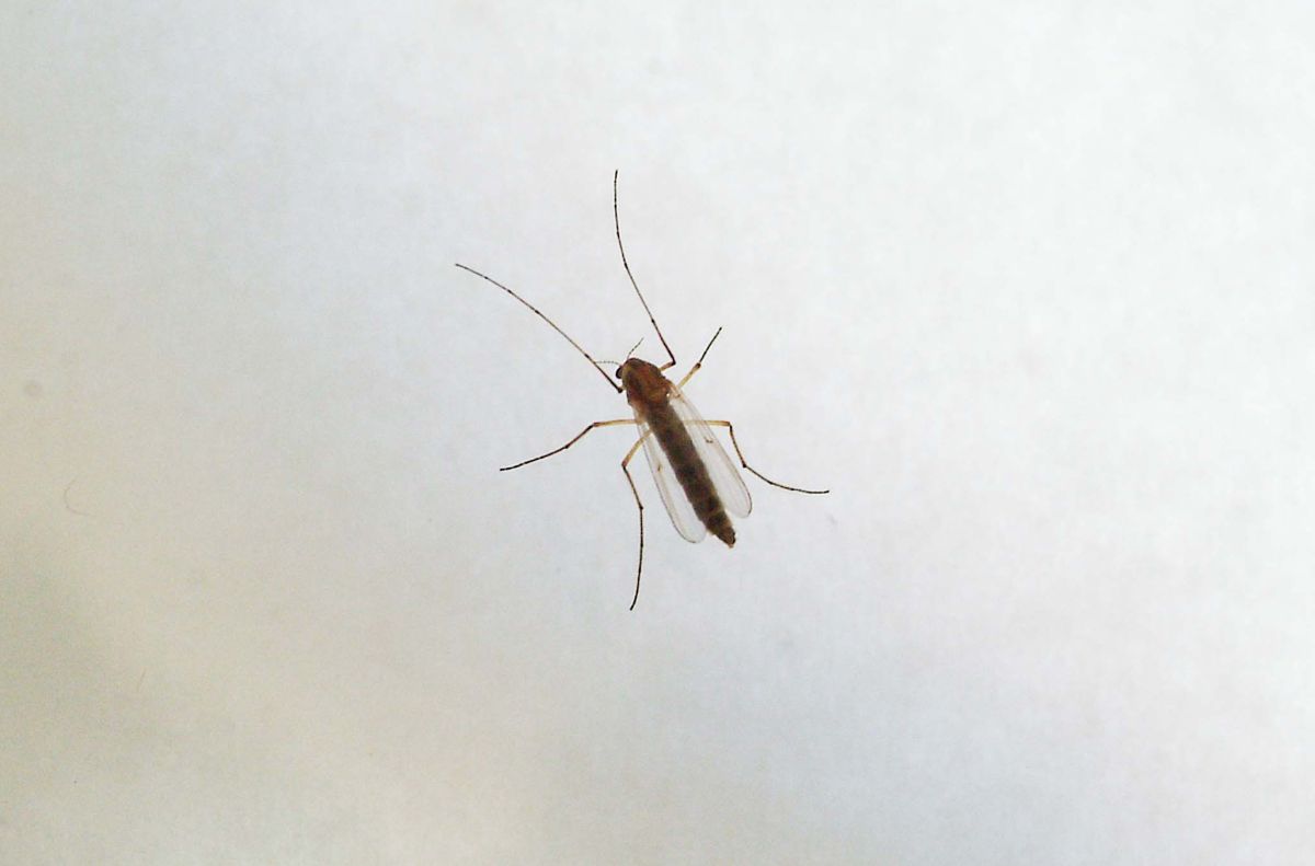 West Nile, Ministero “Monitoraggio e informazioni con il numero 1500”